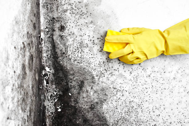 Best Asbestos and Lead Testing During Mold Inspection  in Novi, MI